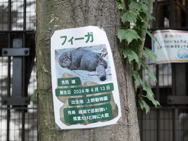 野毛山動物園のフィーガの写真