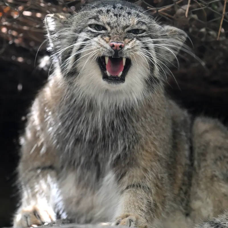 神戸どうぶつ王国のアズの写真