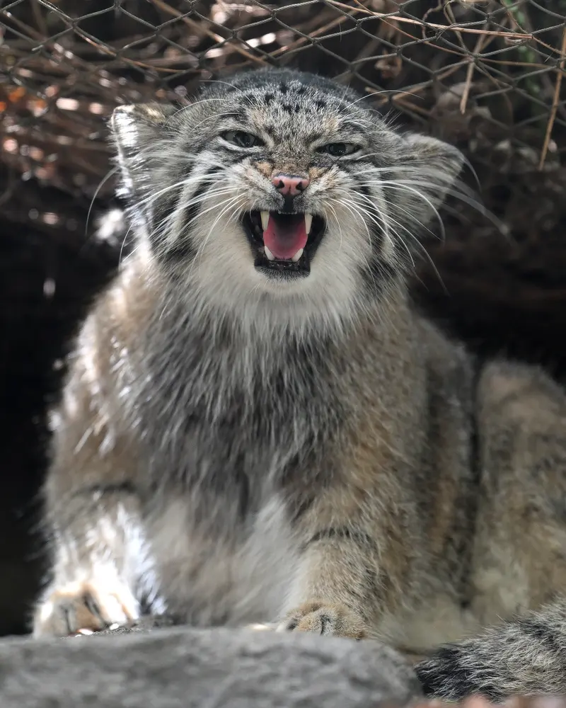 神戸どうぶつ王国のアズの写真