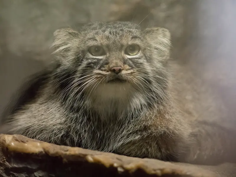 恩賜上野動物園のサフランの写真