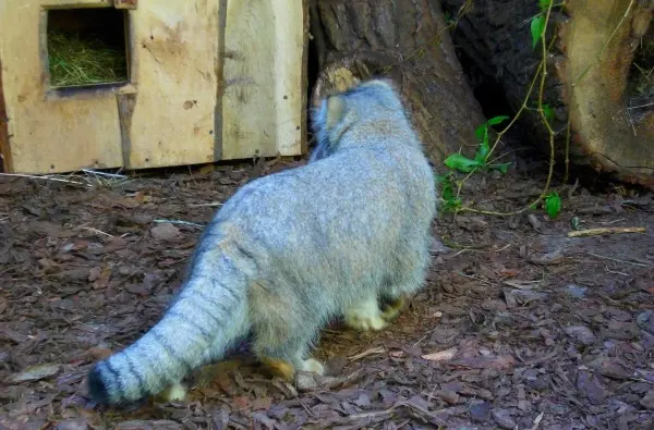 オポーレ動物園の名前のないマヌルネコ #587の写真