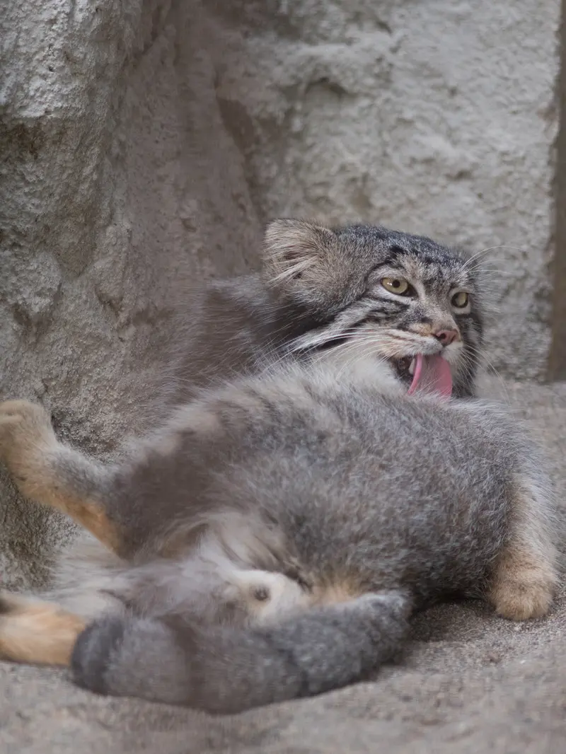 野毛山動物園のフィーガの写真
