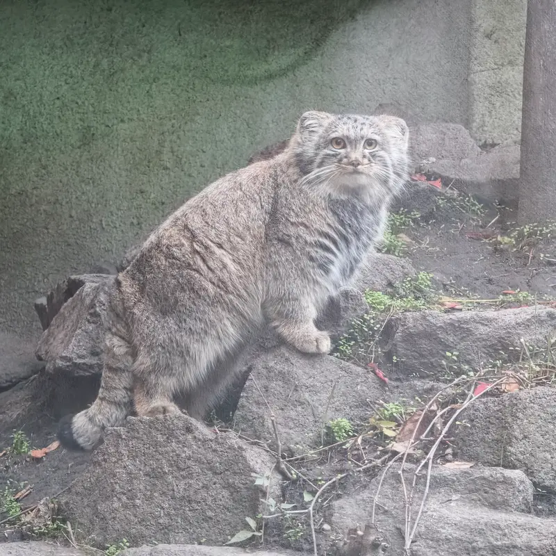 ブダペスト動物園・植物園のボリス Ⅱの写真