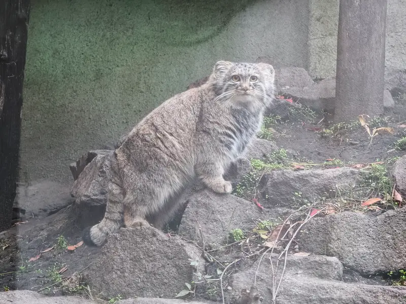 ブダペスト動物園・植物園のボリス Ⅱの写真