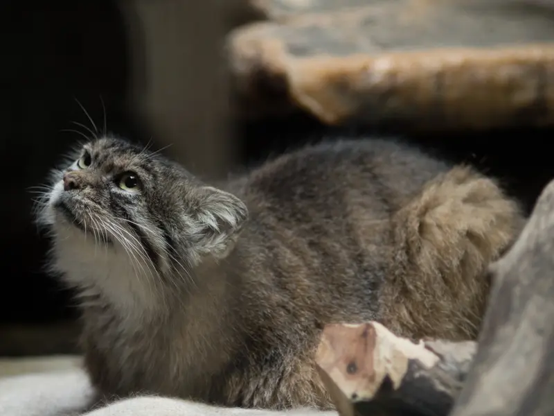 恩賜上野動物園のプリームラの写真