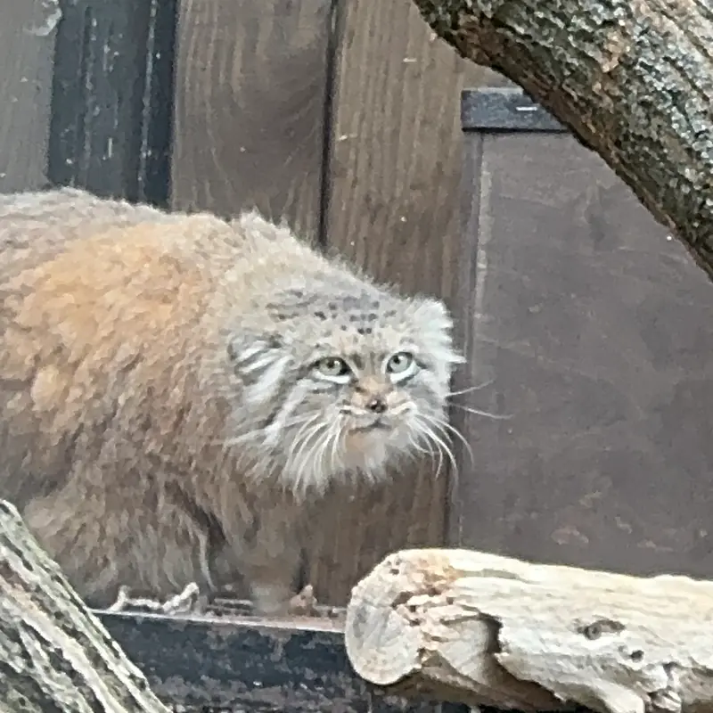 ワルシャワ動物園のジェシーの写真
