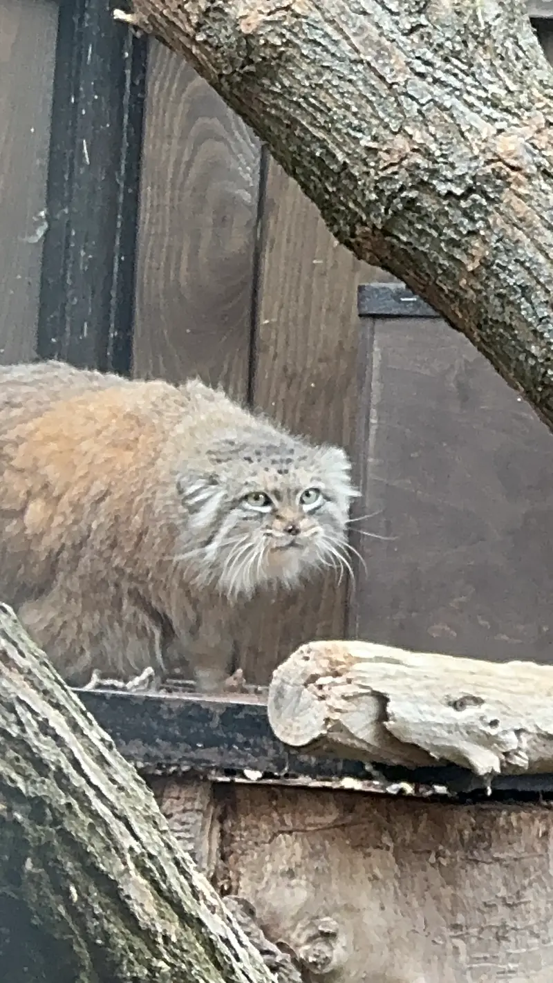 ワルシャワ動物園のジェシーの写真
