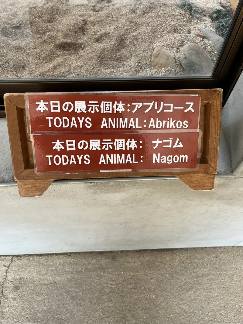 那須どうぶつ王国のマヌルネコの写真