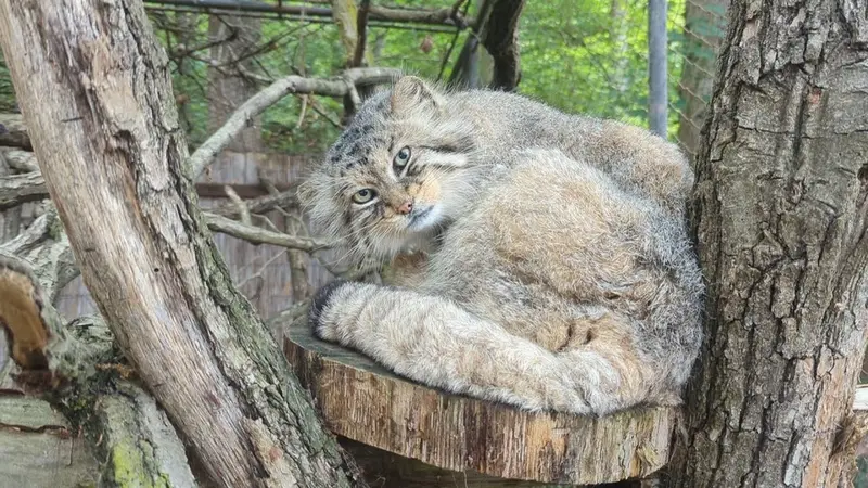 ブルノ動物園のマヌルネコの動画