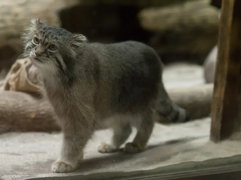 恩賜上野動物園のクリョンの写真