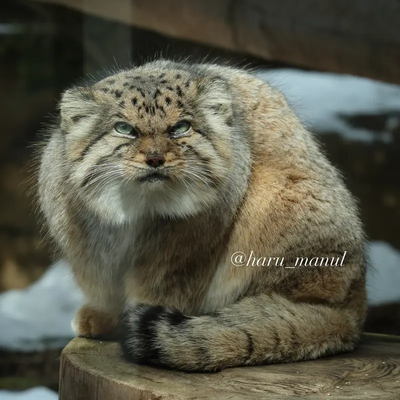 那須どうぶつ王国のボルの写真