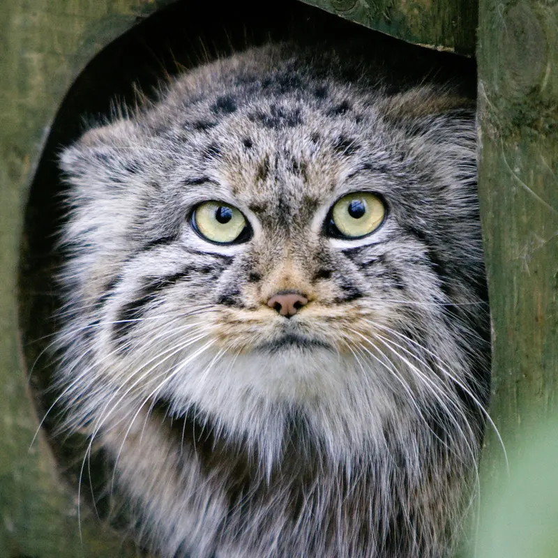 ビッグ・キャット・サンクチュアリのマヌルネコのトゥーラ