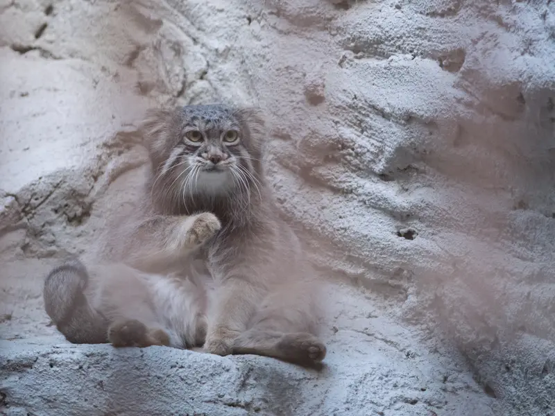 野毛山動物園のフィーガの写真