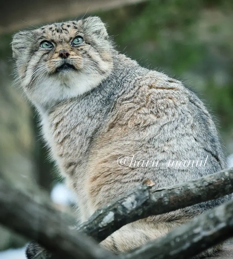 那須どうぶつ王国のボルの写真