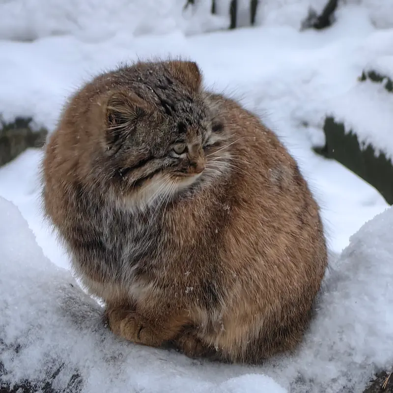 ノヴォシビルスク動物園のアッケムの写真