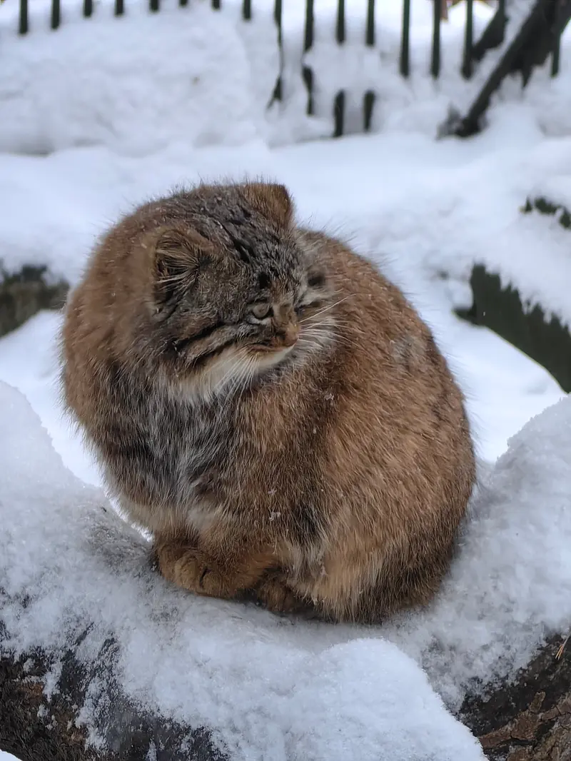 ノヴォシビルスク動物園のアッケムの写真