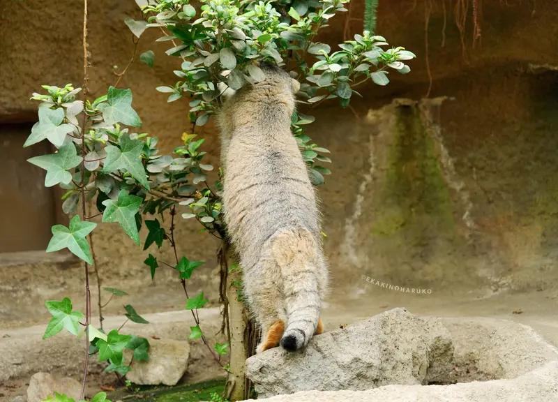 神戸どうぶつ王国のアズの写真