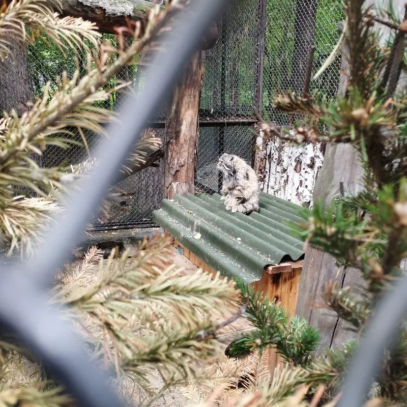 ノヴォシビルスク動物園のゼレノゴルスクの写真