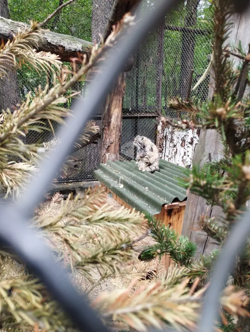 ノヴォシビルスク動物園のゼレノゴルスクの写真