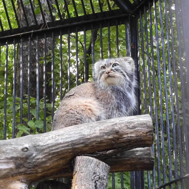 ノヴォシビルスク動物園のガビの写真
