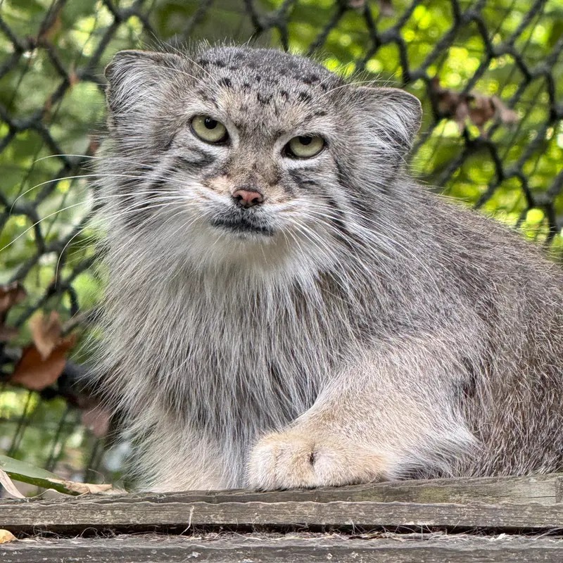 スミソニアン国立動物園のセバの写真