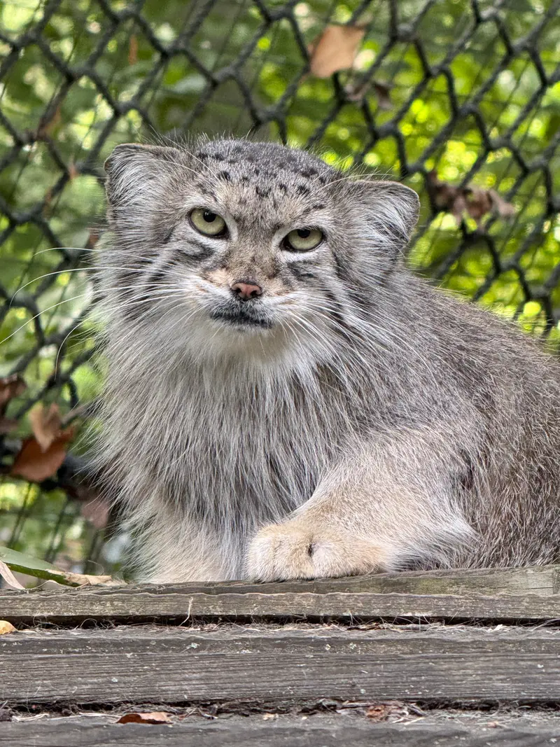 スミソニアン国立動物園のセバの写真
