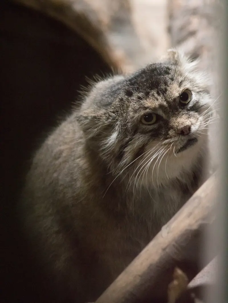 恩賜上野動物園のプリームラの写真