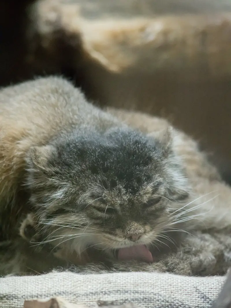 恩賜上野動物園のプリームラの写真