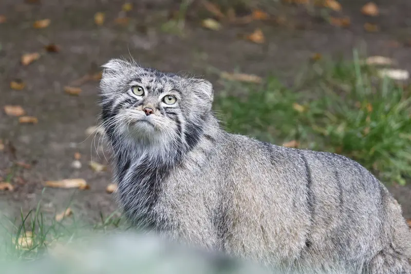 モスクワ動物園のティモフェイの写真
