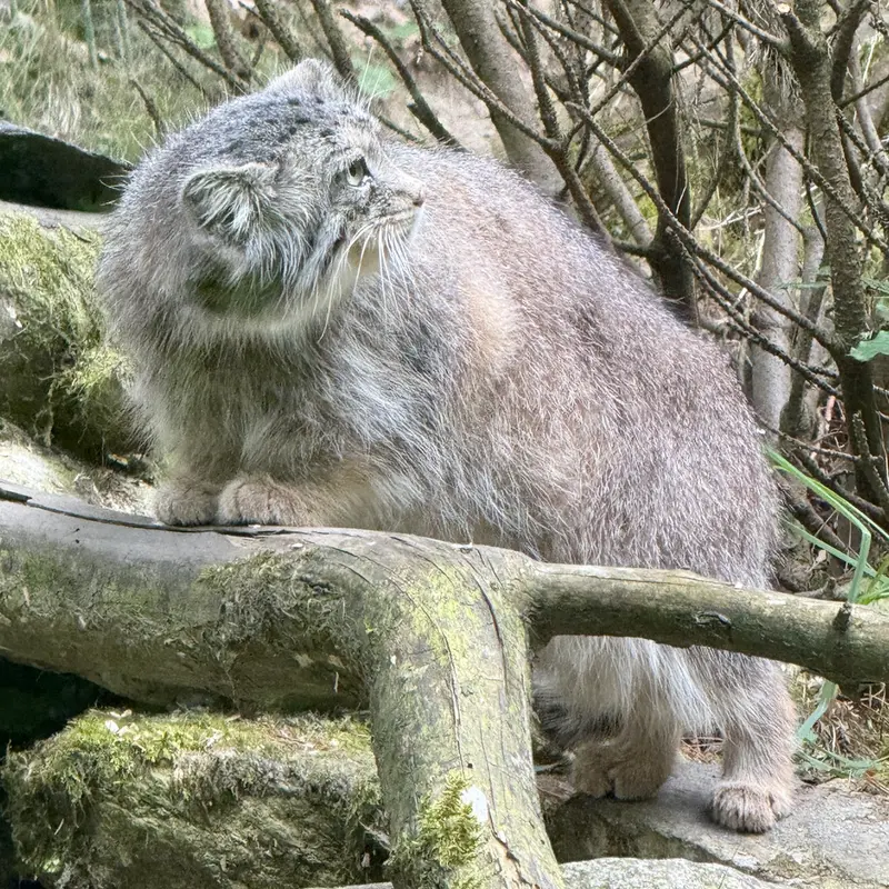 オペル動物園のフェイの写真