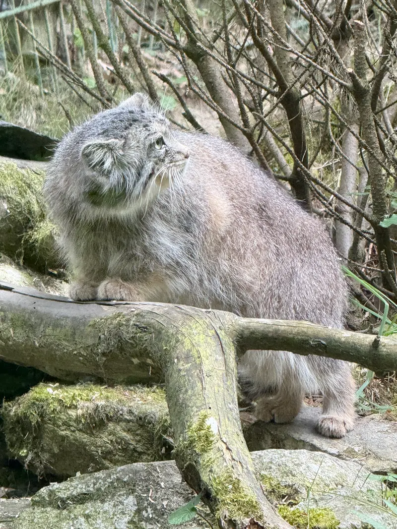 オペル動物園のフェイの写真
