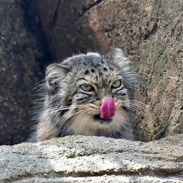 神戸市立王子動物園のペッキーの写真