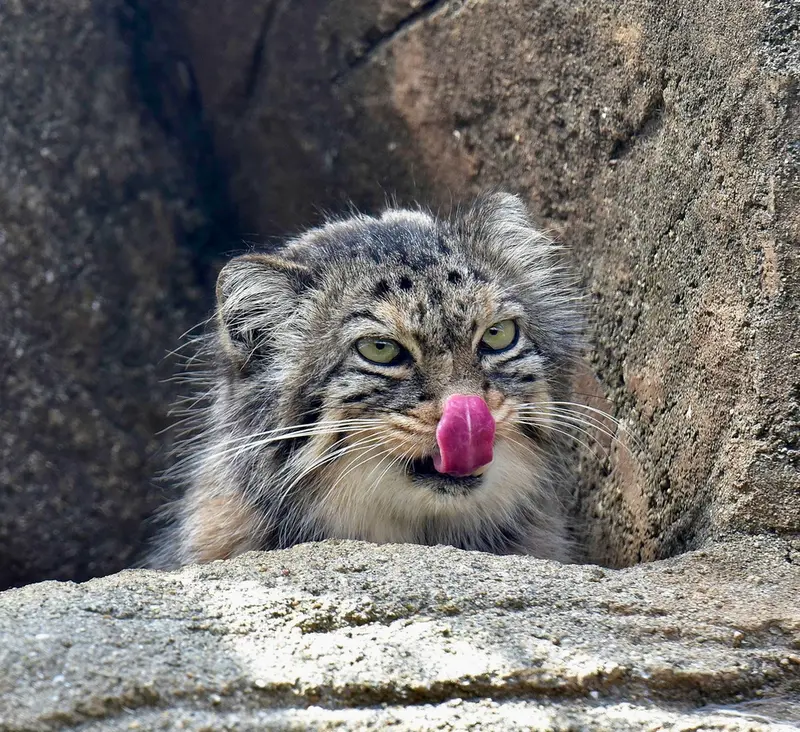 神戸市立王子動物園のペッキーの写真