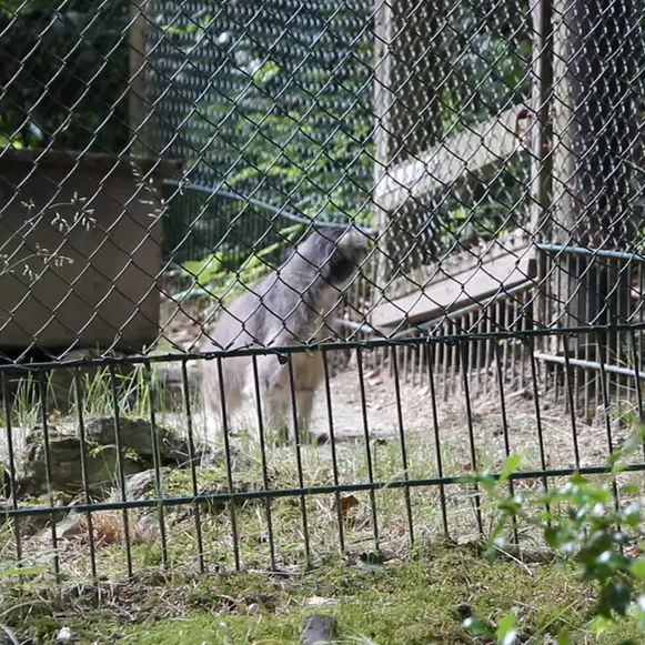 オペル動物園のマヌルネコの写真