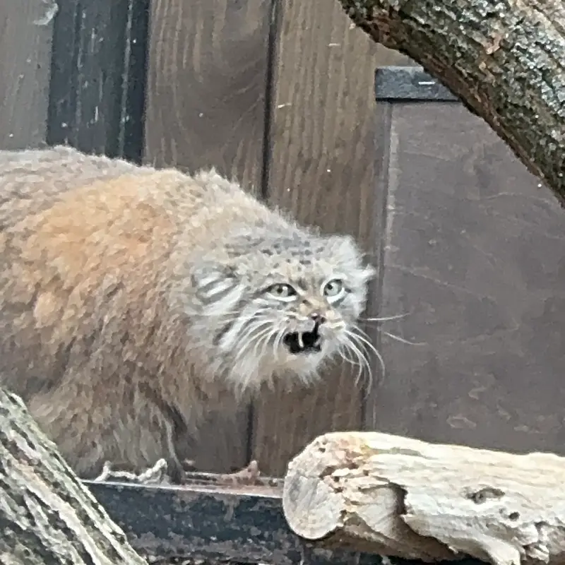 ワルシャワ動物園のジェシーの写真