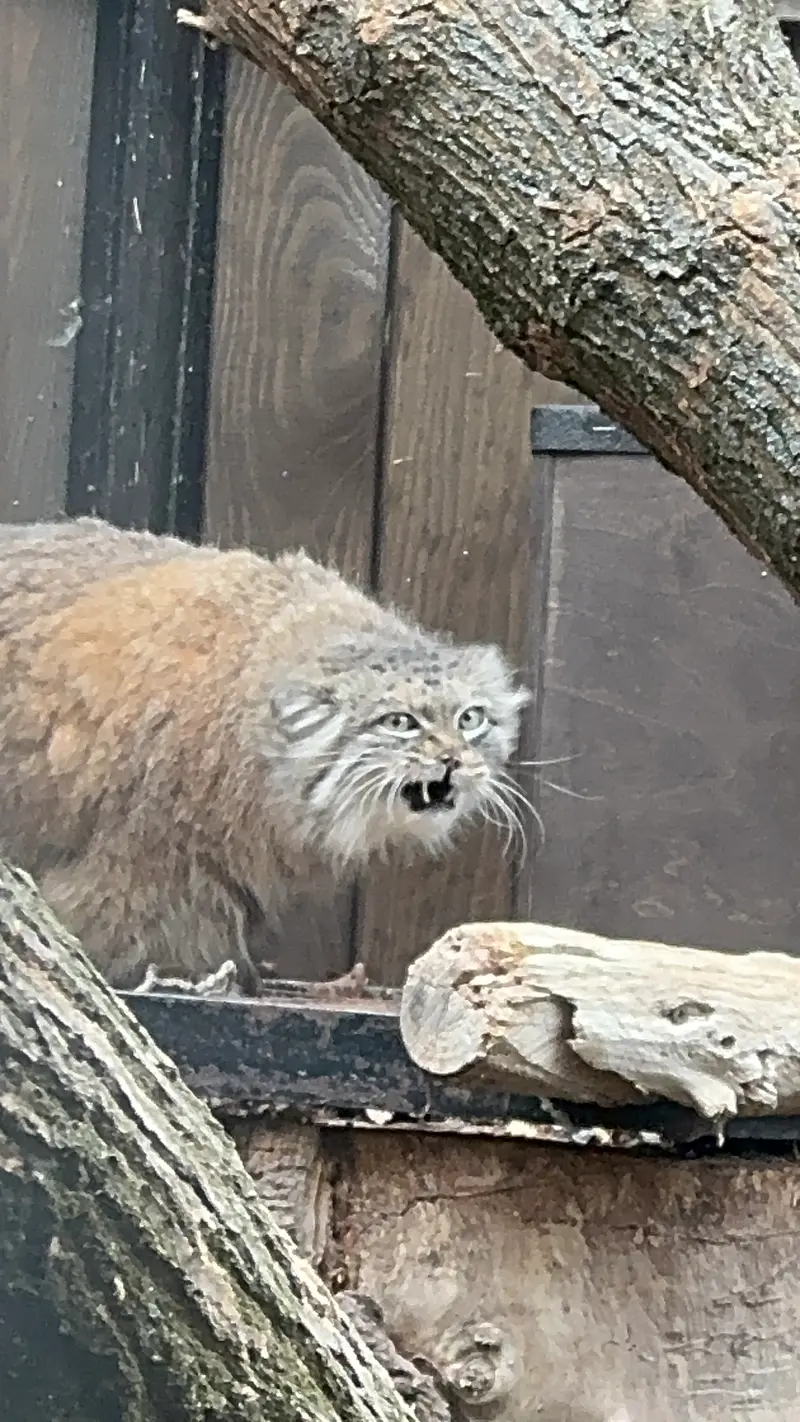 ワルシャワ動物園のジェシーの写真