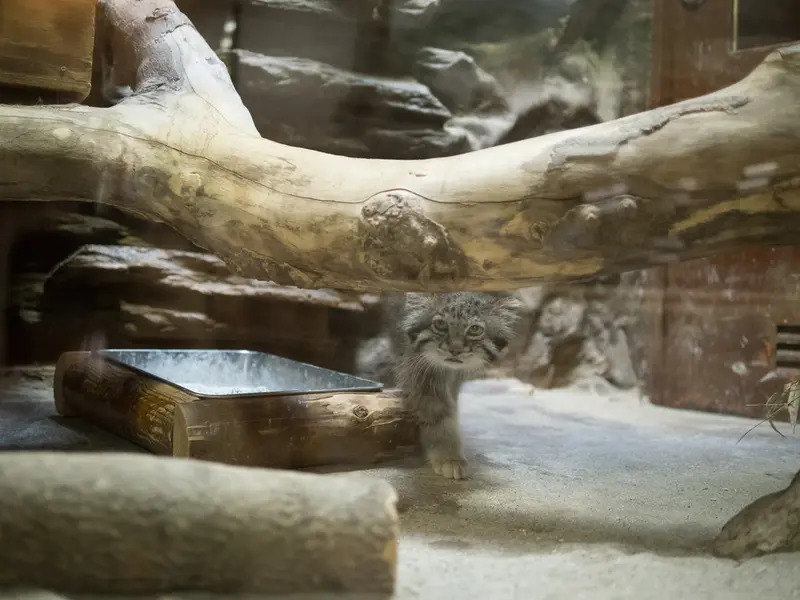 恩賜上野動物園のクリョンの写真