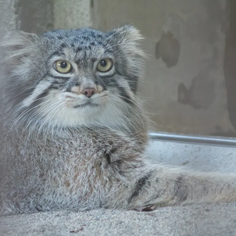 野毛山動物園のフィーガの写真