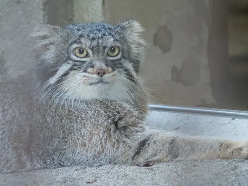 野毛山動物園のフィーガの写真