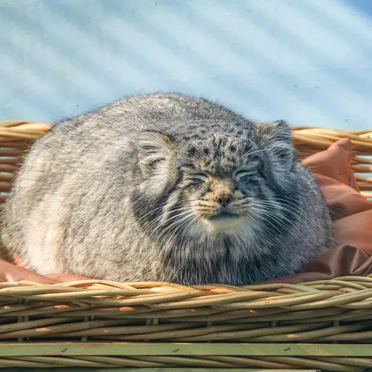 青海チベット高原野生動物園のスン・サンランの写真