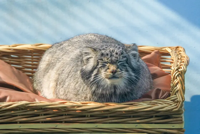 青海チベット高原野生動物園のスン・サンランの写真