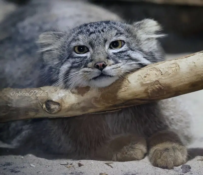 恩賜上野動物園のフィーガの写真
