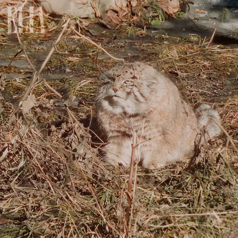 カルガリー動物園 / ワイルダー研究所のオラフの写真