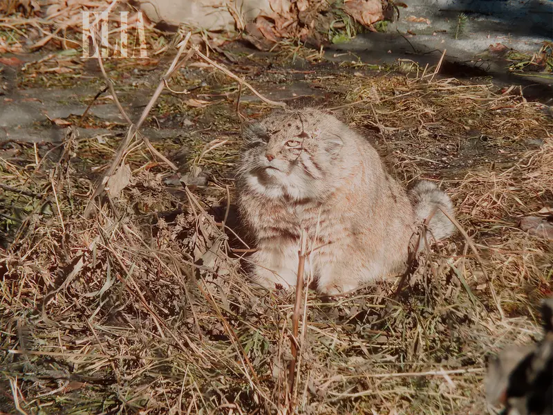 カルガリー動物園 / ワイルダー研究所のオラフの写真