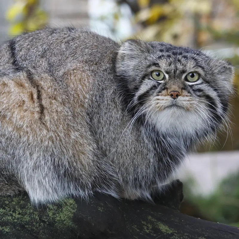 モスクワ動物園のティモフェイの写真