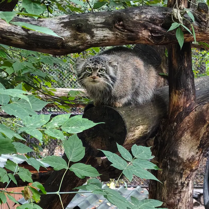 ノヴォシビルスク動物園のゾーシャの写真