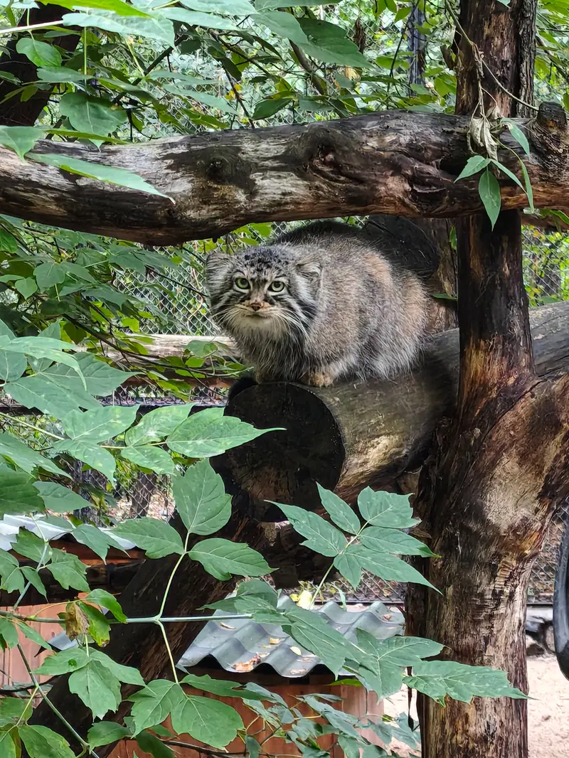 ノヴォシビルスク動物園のゾーシャの写真