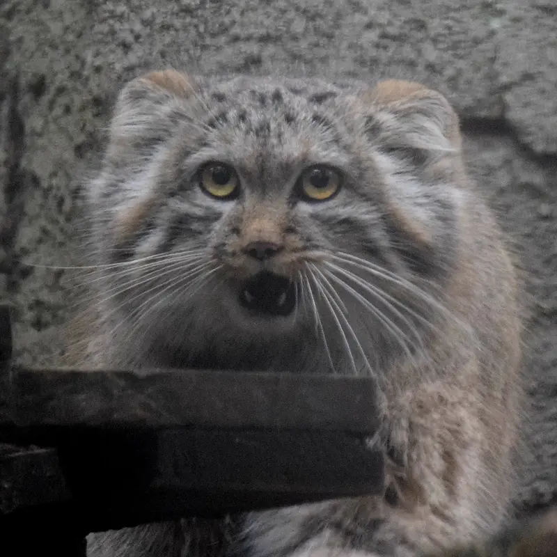 ブダペスト動物園＆植物園のルーシーの写真