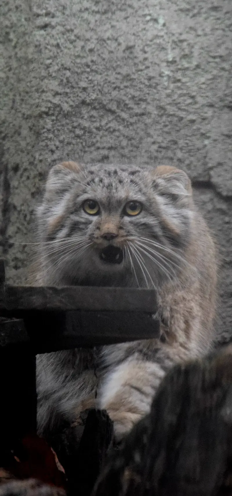 ブダペスト動物園＆植物園のルーシーの写真