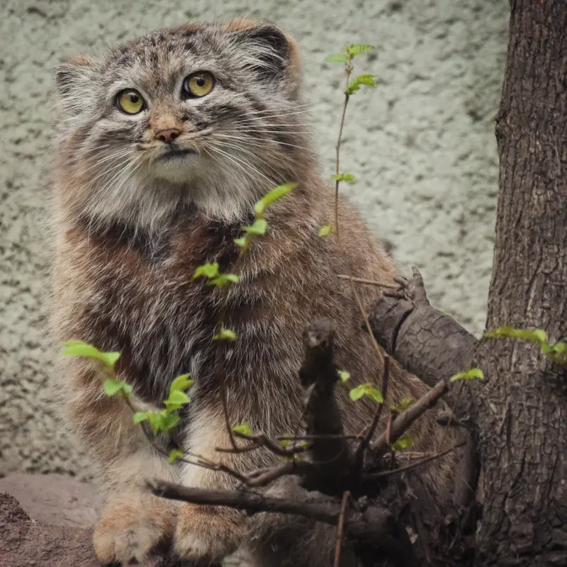 ブダペスト動物園＆植物園のルーシーの写真